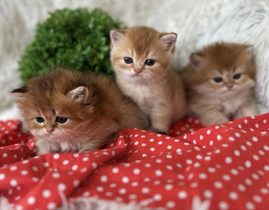 Златна чинчила -британски котенца