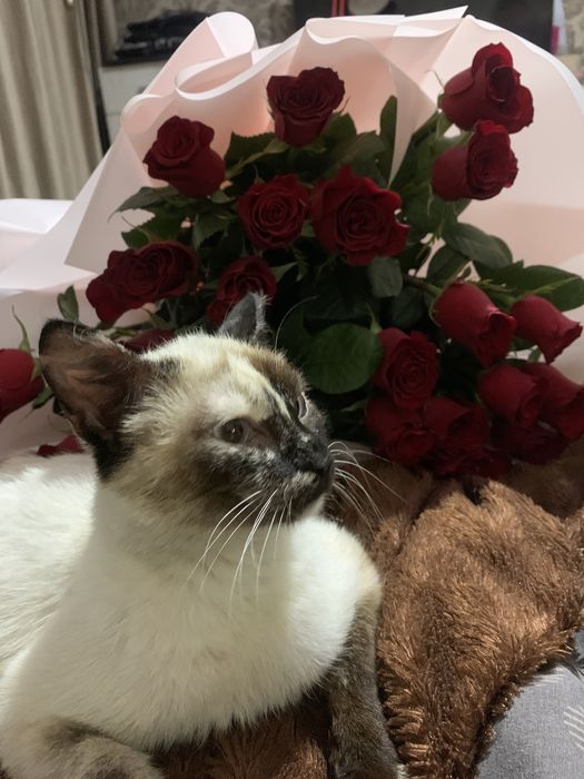 Отдам кошечку сиамскую