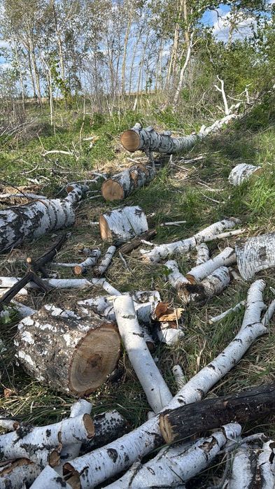 Дрова берёза колотые и чурками