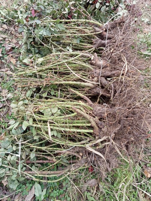 Atirgul kochati stiladi