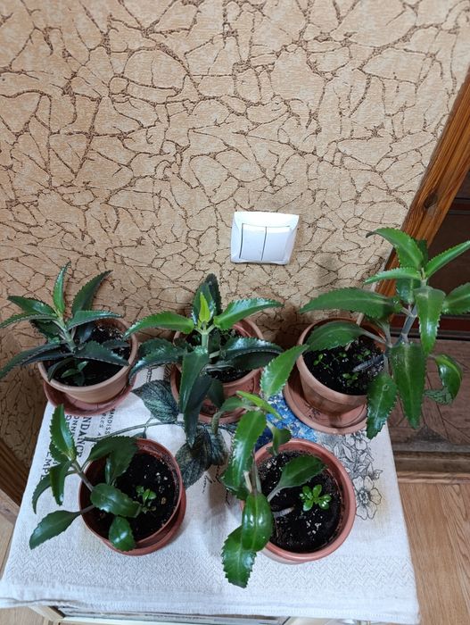 Продам комнатные цветы