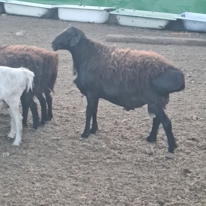 Продаю кошкаров 2шт  гисар эдильбаи