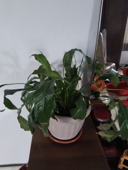 Продам комнатные цветы