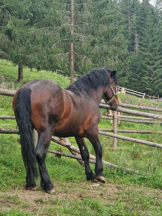 Vand manz de 1 an și 8 luni , pus de câteva ori la ham și la faiton .