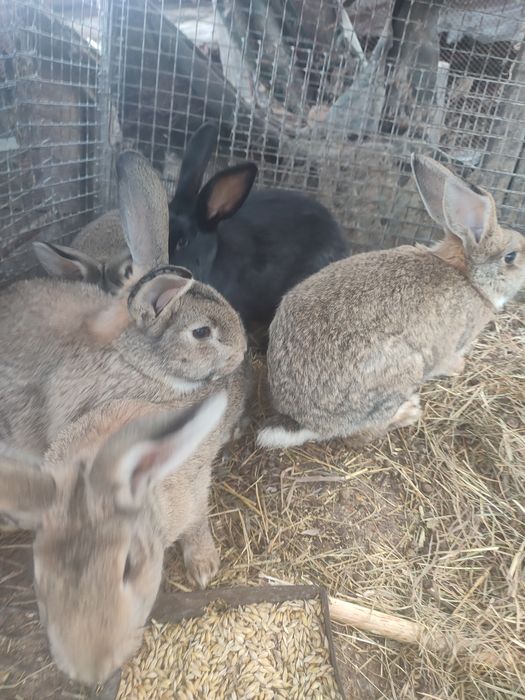 Продам кроликов и индоуток.