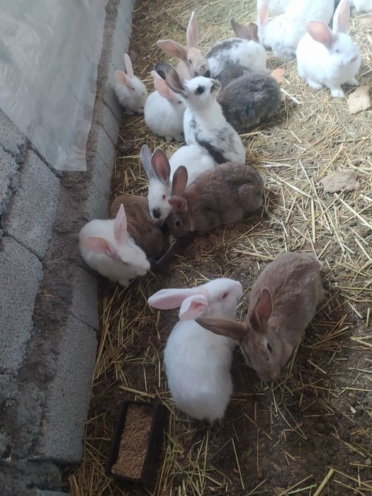 Продаются кролики