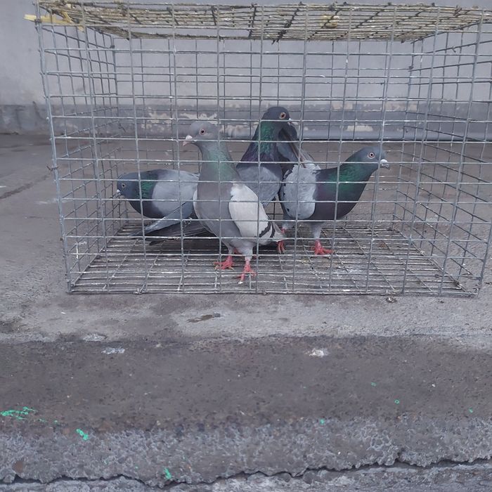 Сизи бакинцы лет с игрой разные