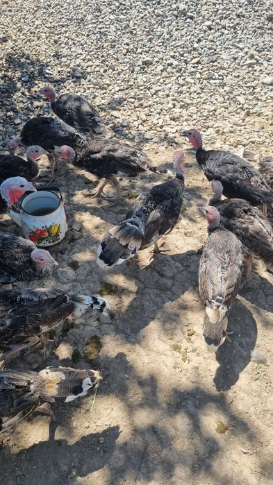 Индюки индюшки индюшата