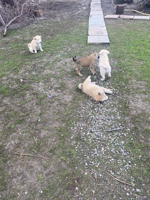 Щенки 3 мальчика 1 девочка