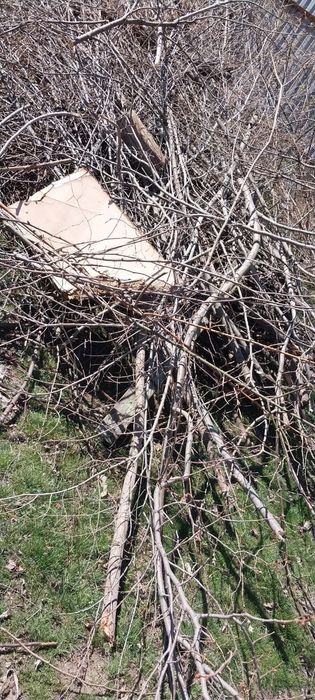 Деревья даром отдам