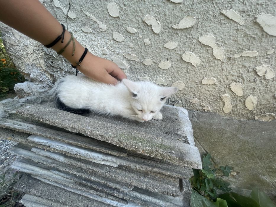 Pisicuta mica.