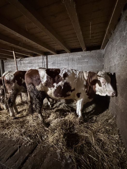 De vanzare 2 juninci