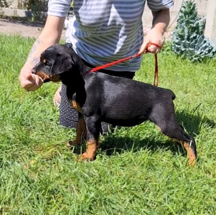 Ротвейлер кобель для вязки