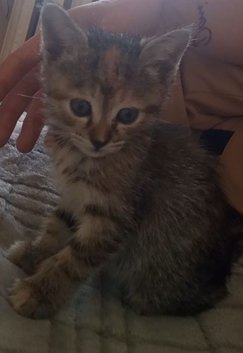 Котята Даром домашние