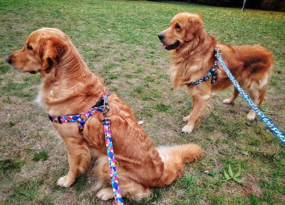 Кучешки Нагръдници, Нашийници и Поводи