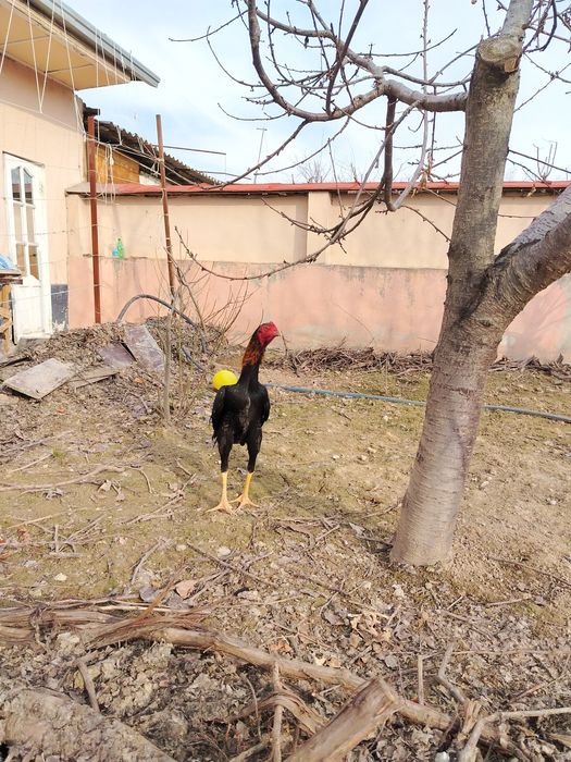 Жужа сотилади зори