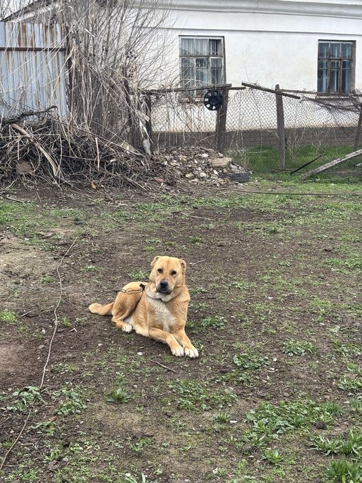 Продам Алабай город Сарыагаш