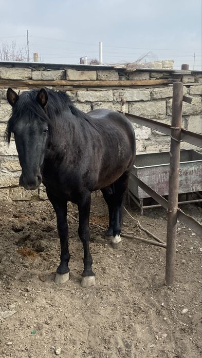 Жылқы сатылады 3 жасар