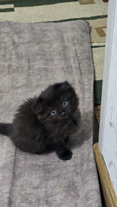 Длинношерстные  Scottish fold