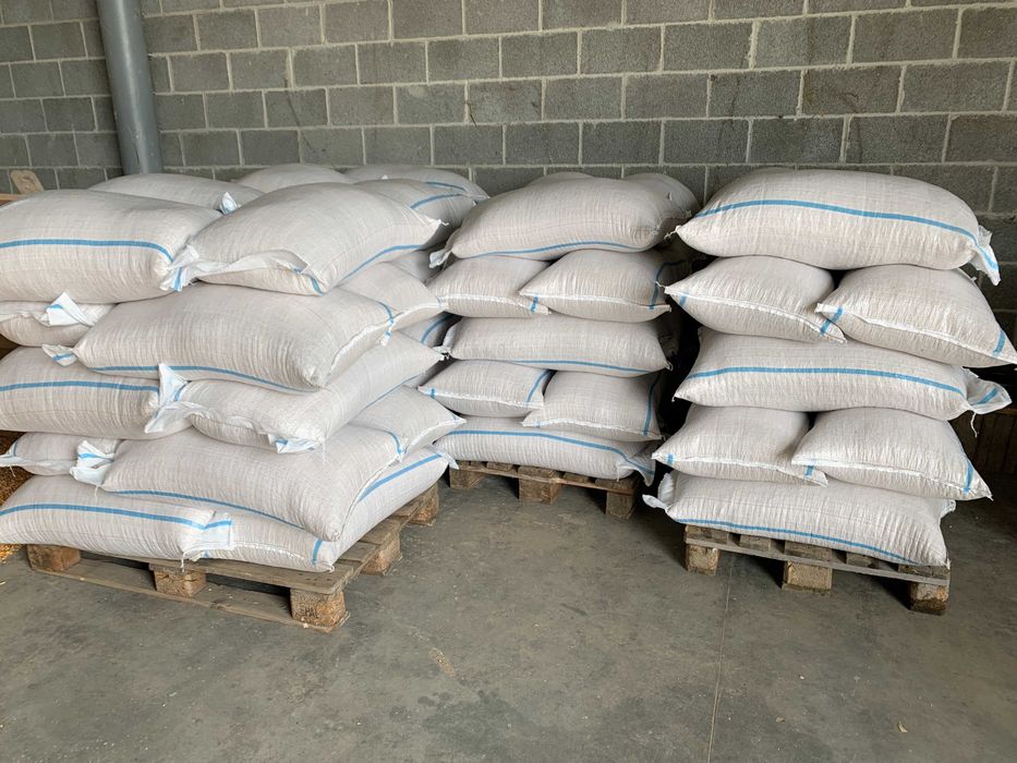 Soia Sămânță Pioneer Certificată C2