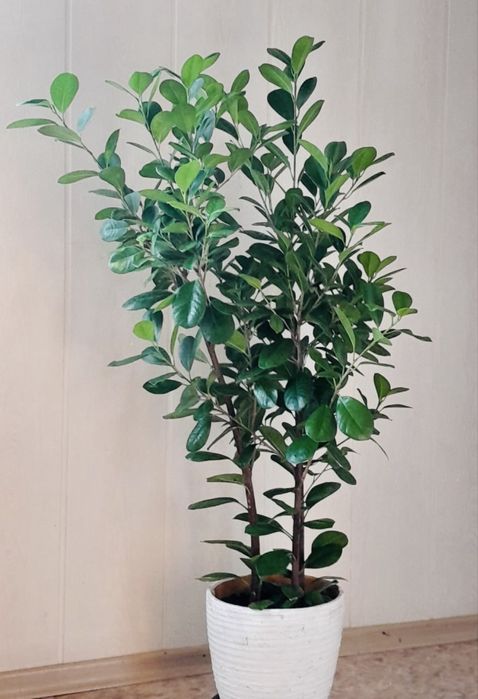 Продам Фикус Микрокарпа