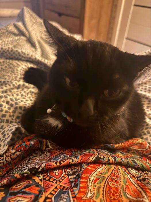 Отдам кошку в добрые руки