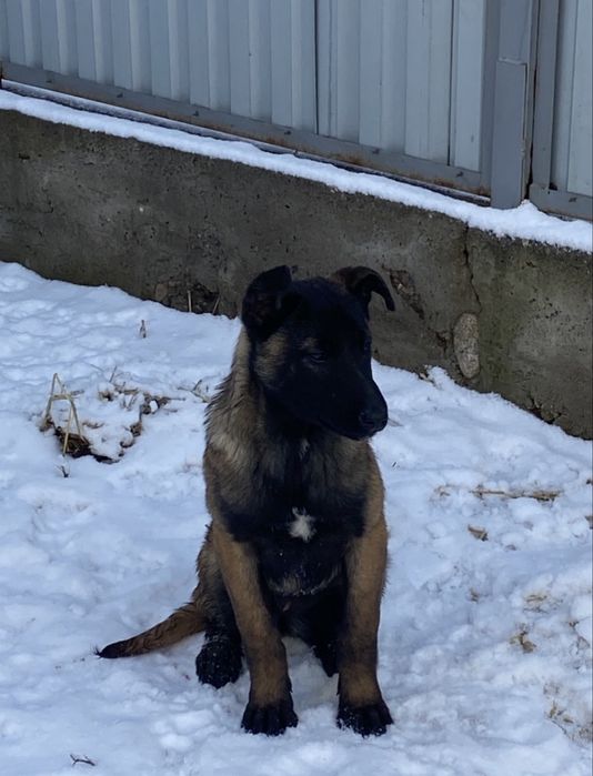 Продаю бельгийскую овчарку