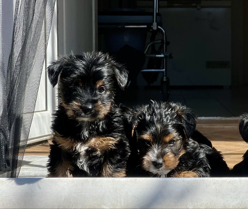 Йоркширски териери