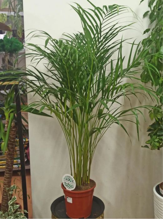 Пышный Дипсис Пальма