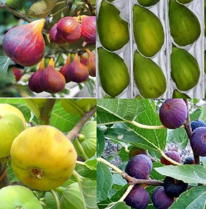 Йирик анжир кучатлари -Крупные саженцы инжира