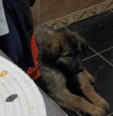 Отдаю щенка в добрые руки