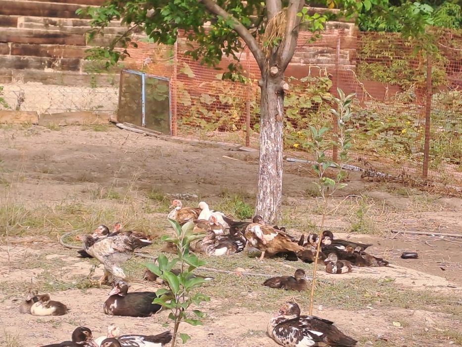 Продам уток и цеплят