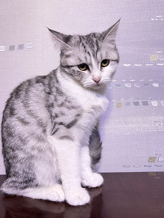 скоттиш страйт 5 месяцев