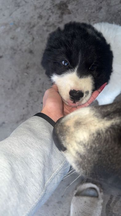 Чистокръвни Каракачанки