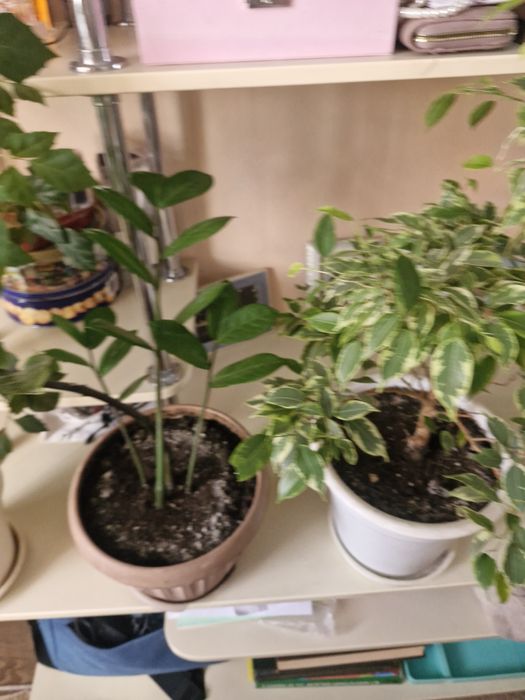 Шикарные цветы по 1000