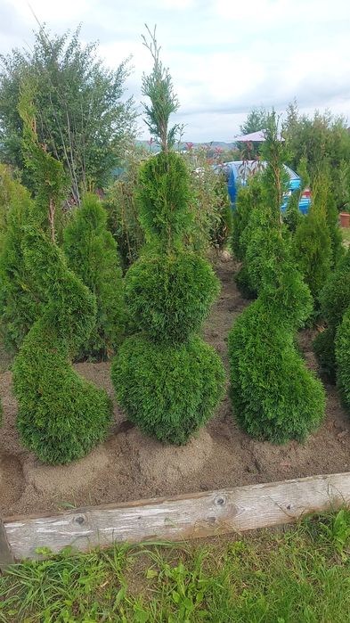 Tuia Spirala Plante ornamentale.