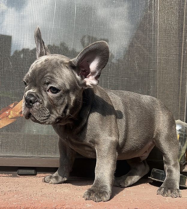 Bulldog francez blue