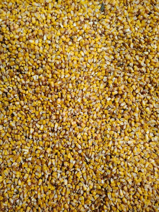 Porumb uscat ambalat în saci, și transport