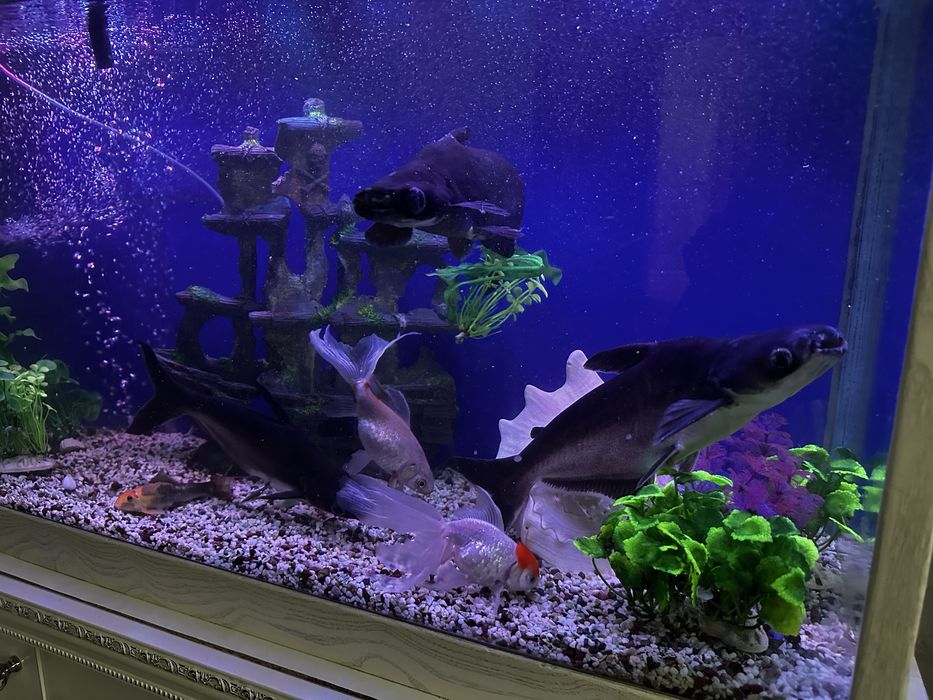 Аквариум с рыбками