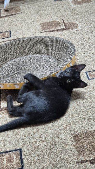 Котенок мальчик. Сами привезем.