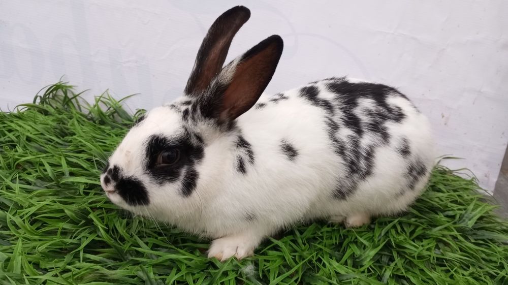 Quyon sotiladi sames