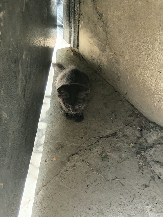 ищут дом 4 замечательных котят