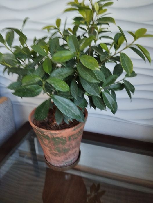 Фикус желто-листный.