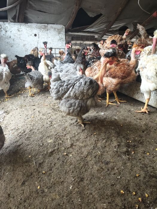 Vând puicuțe și găini rasa mixta