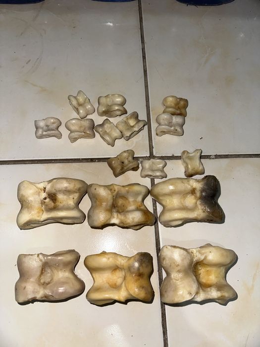 Асики. Альчики. Асики овечьи. Настоящие