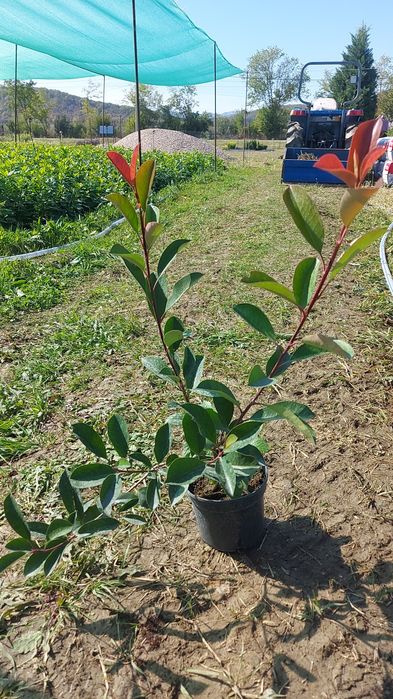 Leylandii / Laur englezes / Photinia / Gold Rider