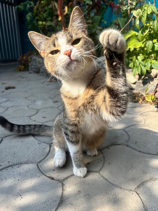 Котики ищут семью.