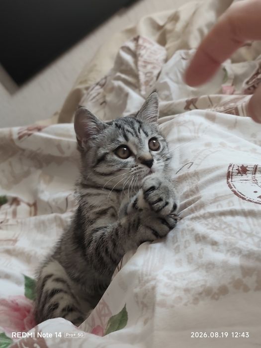 Тегiн. Котёнок кошечка шотландская с британскими корнями.