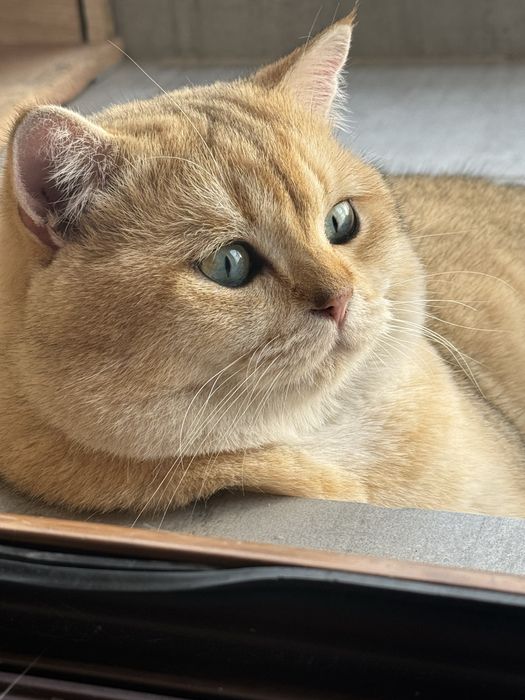 Вязка! Золотая шиншилла!