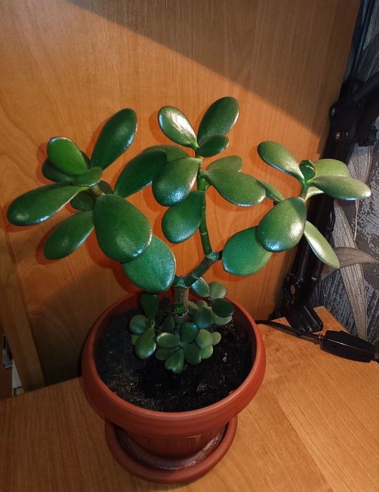 Продам толстянку